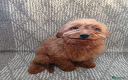 Cavapoo dogs for sale: Red cavapoo pups - Advert 17