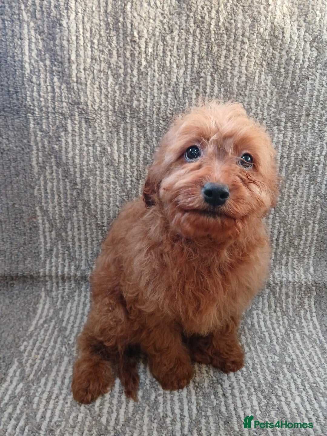 Cavapoo dogs for sale: Red cavapoo pups - Advert 17