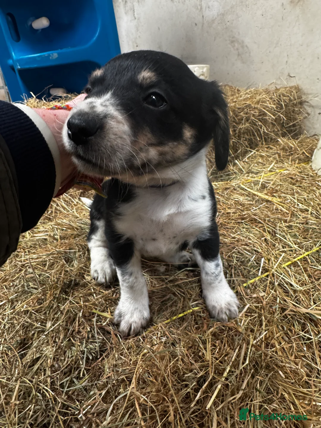 Sprollie dogs for sale: Beautiful Sprollie puppies - Advert 17