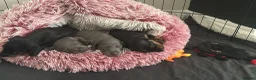 Miniature Dachshund dogs for sale: Miniature Dachshund  - Advert 3