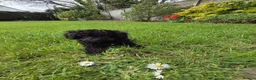 Cavapoo dogs for sale: WAITING LIST  - Advert 6