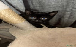 British Shorthair cats for sale: two female kittens  - Image 3