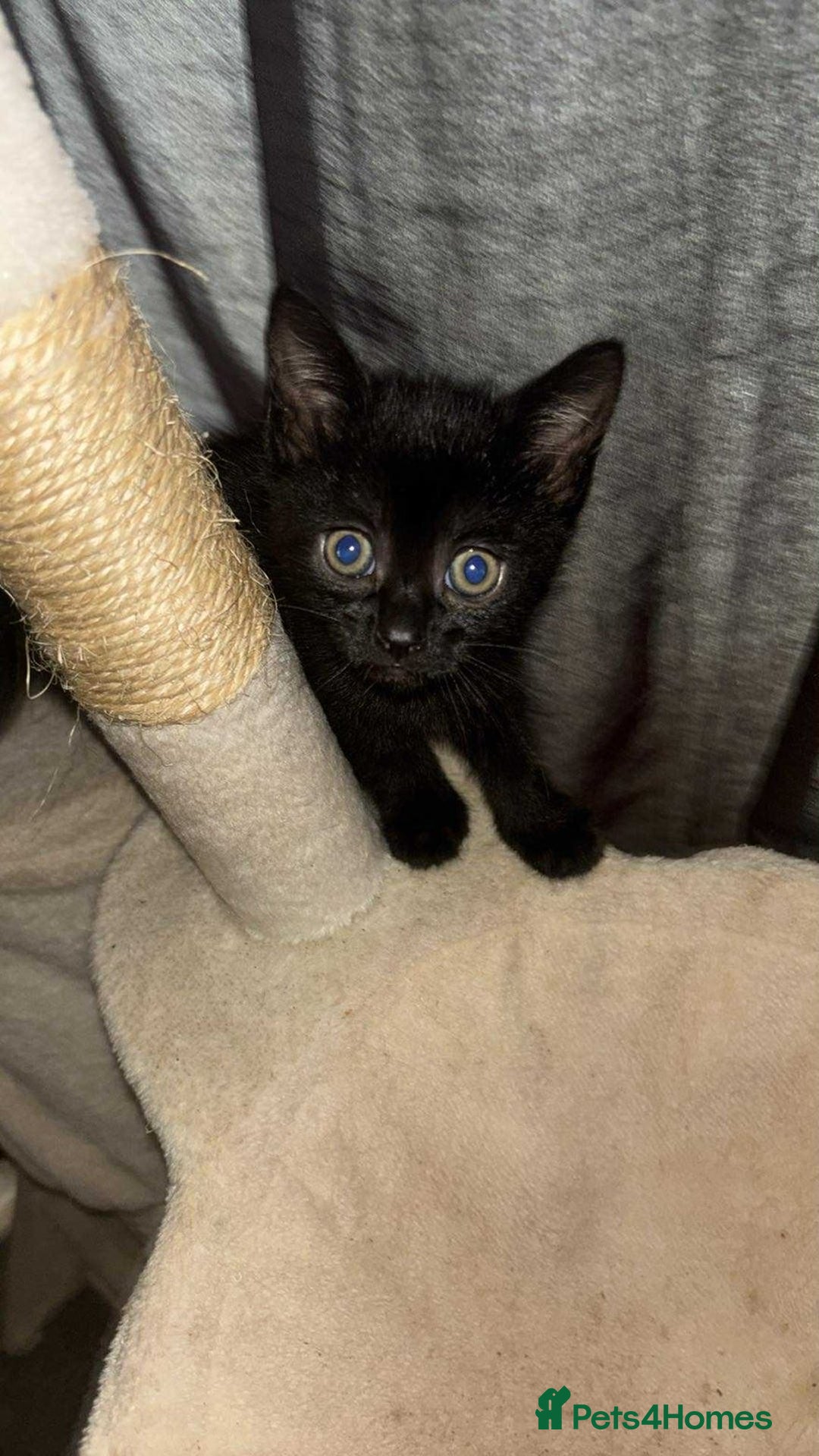 British Shorthair cats for sale: two female kittens  - Image 3