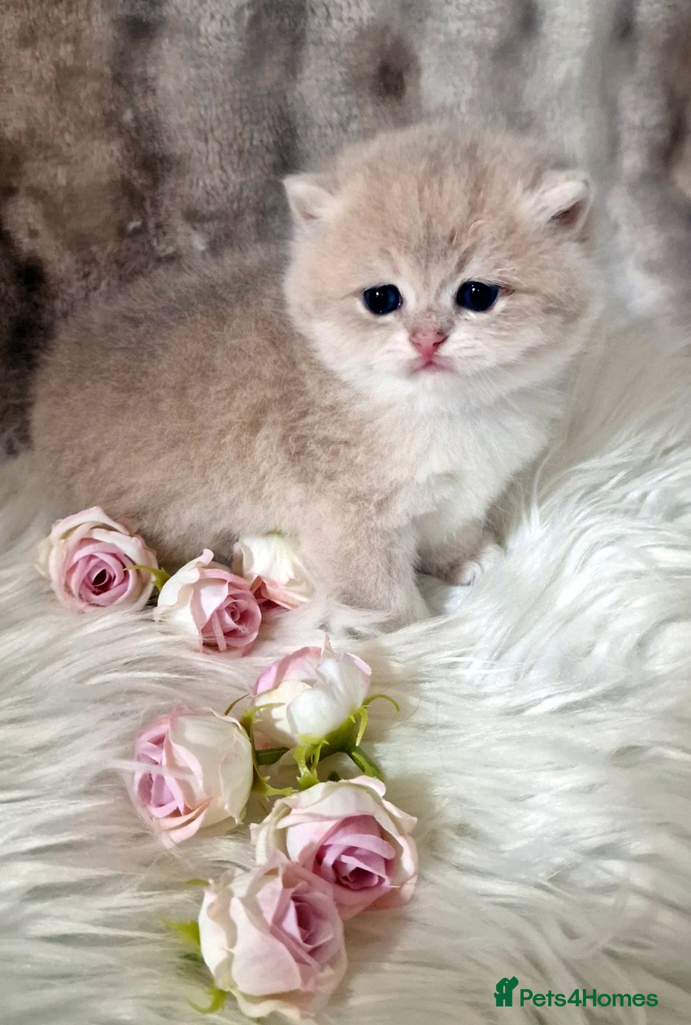 British Shorthair cats 🧡 GOLDEN & GOLDEN BLUE BSH KITTENS 🧡  - Advert 2