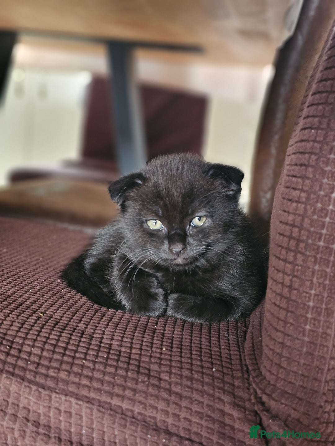 Mixed Breed cats for sale: Scottish Fold Kittens! Ready for loving home - Image 8