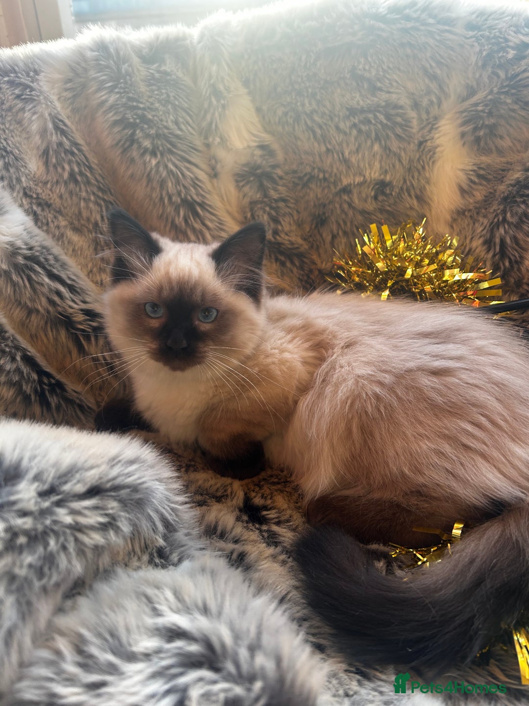 Ragdoll cats for sale: 5 STUNNING RAGDOLL KITTENS AVAILABLE NOW - Advert 3