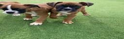 Boxer dogs for sale: Boxer puppies  - Advert 7