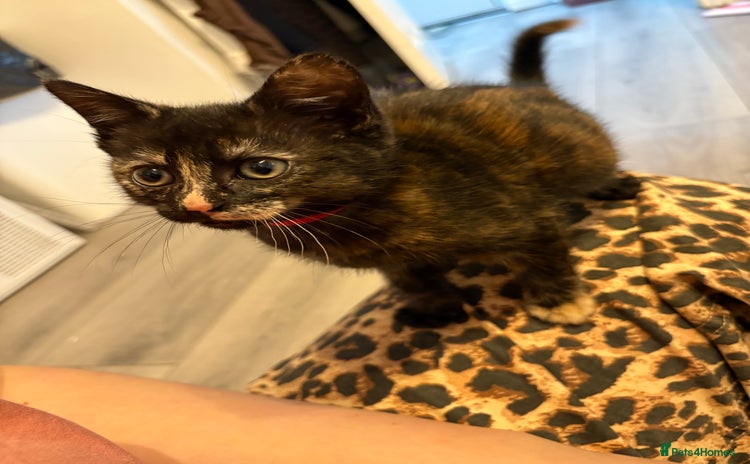 Mixed Breed cats - Advert 2