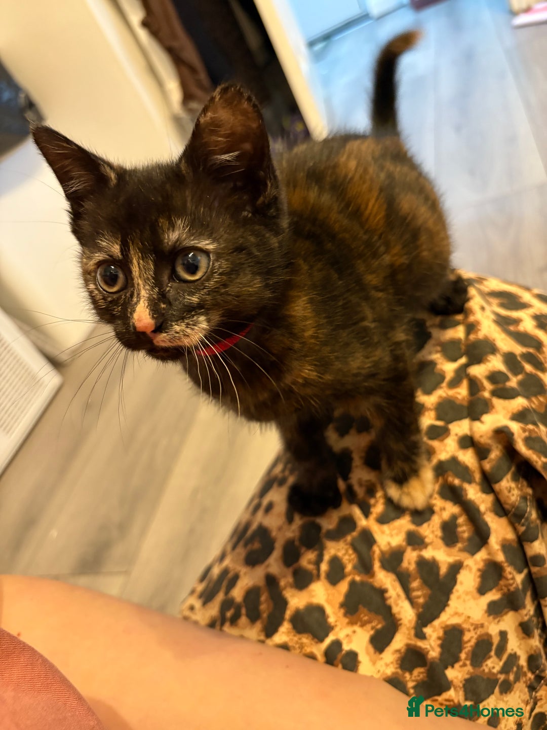 Mixed Breed cats for sale: 3 stunning kittens  - Image 1