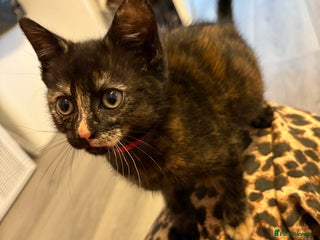 Mixed Breed cats - Advert 18