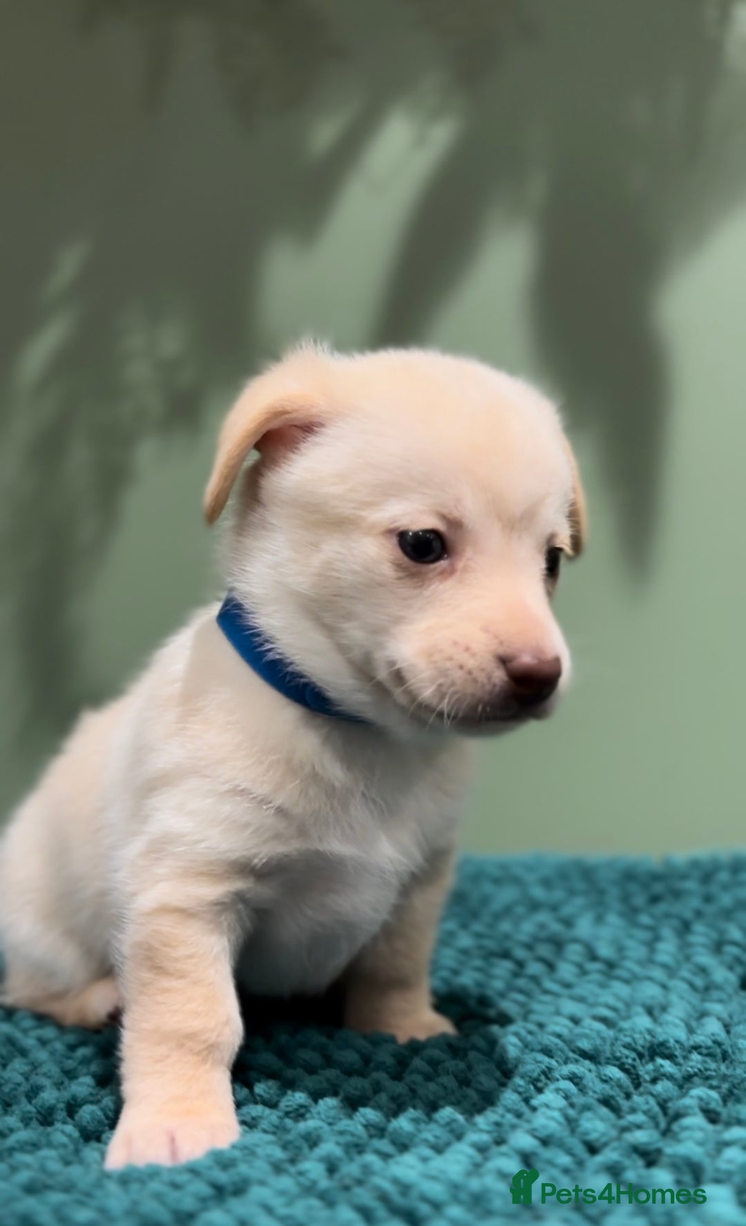 Mixed Breed dogs for sale: 🌟 Beautiful Cream Pomweenie Puppies Available 🌟 - Advert 9