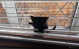 Mixed Breed cats for sale: Four mixed kittens for sale near colchester - Image 13