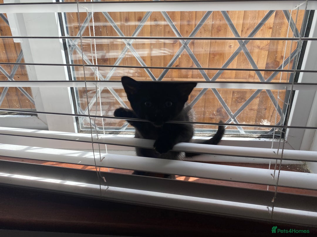 Mixed Breed cats for sale: Four mixed kittens for sale near colchester - Image 13