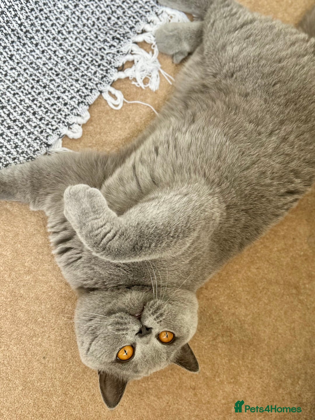 British Shorthair cats for sale: TICA Registered Active Blue Boy! - Image 7