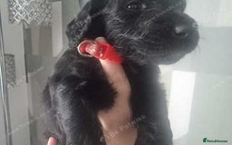 Goldendoodle dogs for sale: 🐾READY TO LEAVE🐾Standard goldendoodle - Image 11