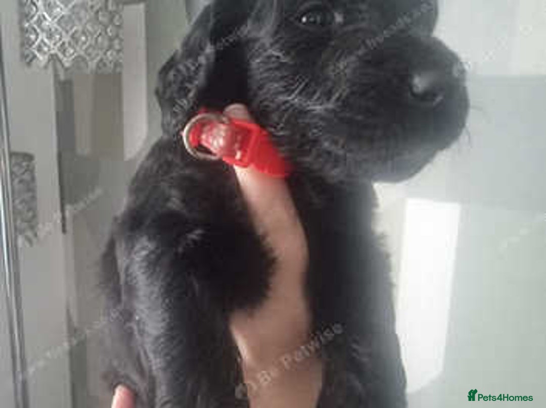 Goldendoodle dogs for sale: 🐾READY TO LEAVE🐾Standard goldendoodle - Image 11