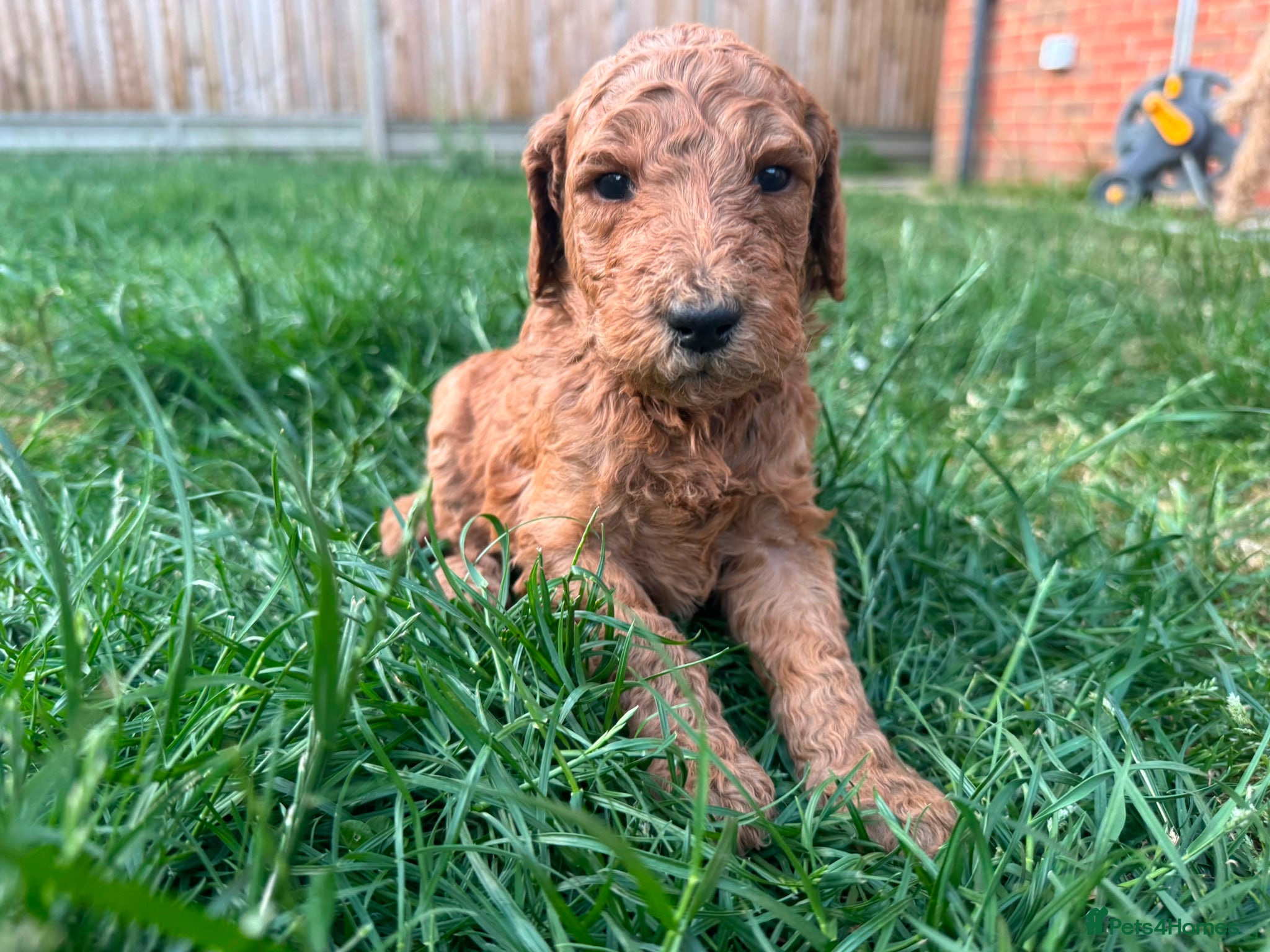 Goldendoodle dogs for sale: Stunning Goldendoodle Puppies in Herne Bay - Advert 15