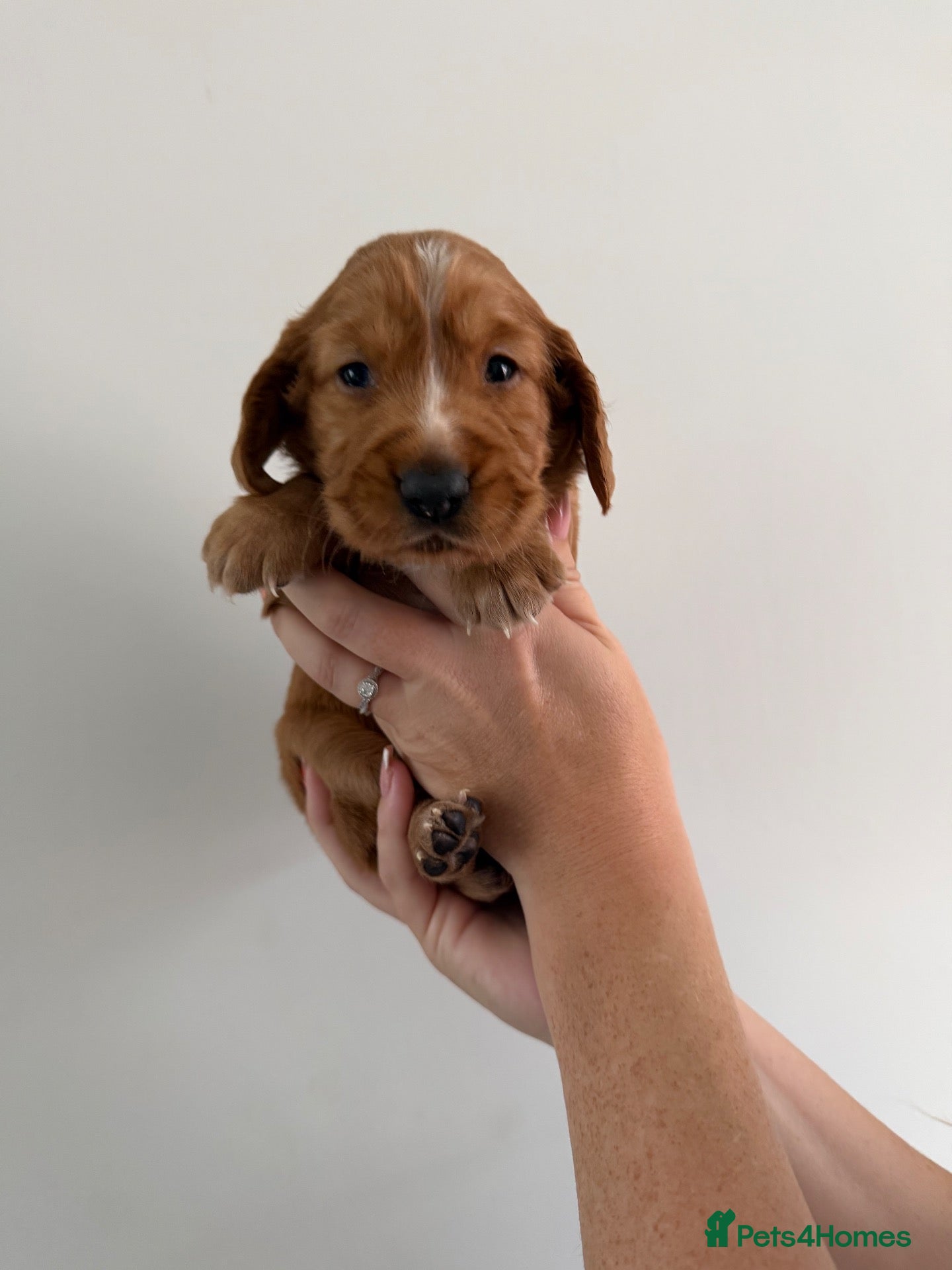 Cocker Spaniel dogs KC Reg, Working Cocker Spaniels - Advert 15
