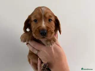 Cocker Spaniel dogs KC Reg, Working Cocker Spaniels - Advert 1