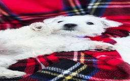 West Highland Terrier dogs for sale: Beautiful Westhighland Terrier Puppies  - Image 23