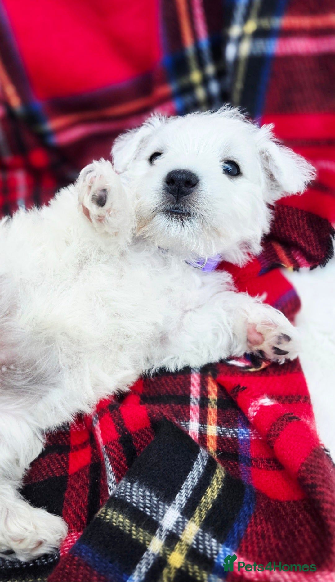 West Highland Terrier dogs for sale: Beautiful Westhighland Terrier Puppies  - Image 23