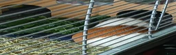Guinea Pig rodents for sale: Female guinea pig - Advert 4