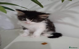 Maine Coon cats for sale: Beautiful Part Maine Coon Male Kitten - Image 11