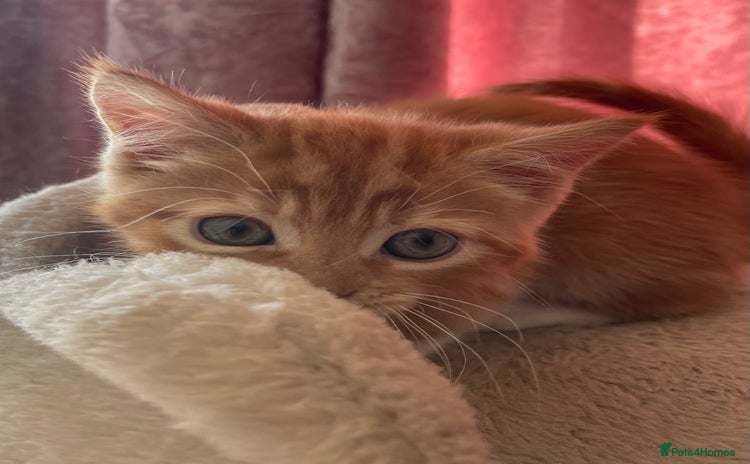 Mixed Breed cats - Advert 13