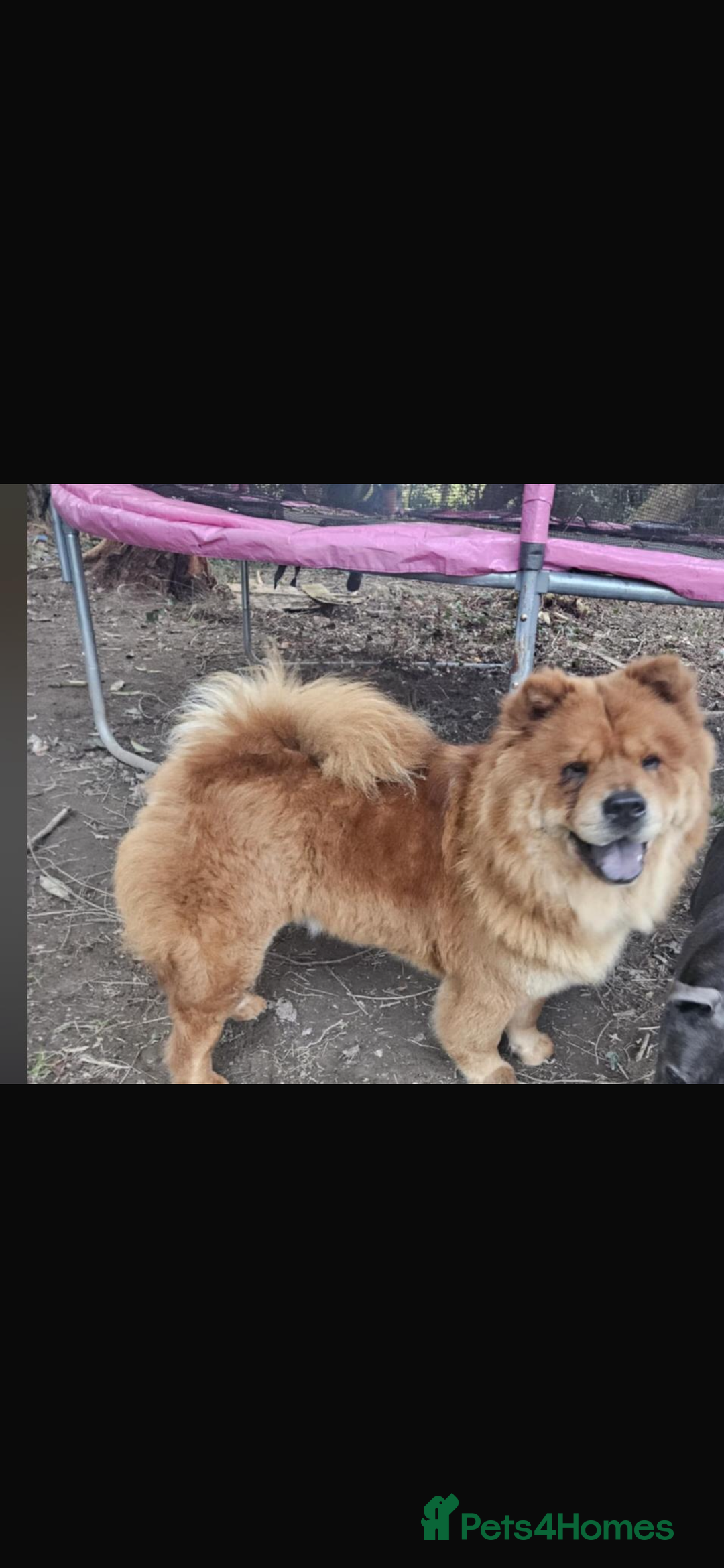 Chow Chow dogs for sale: Chow Chow  - Advert 4