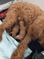 Cockapoo dogs - Advert 5