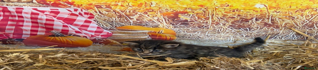 Mixed Breed Kitten 5