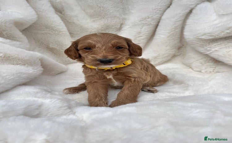 Australian Labradoodle dogs - Advert 2