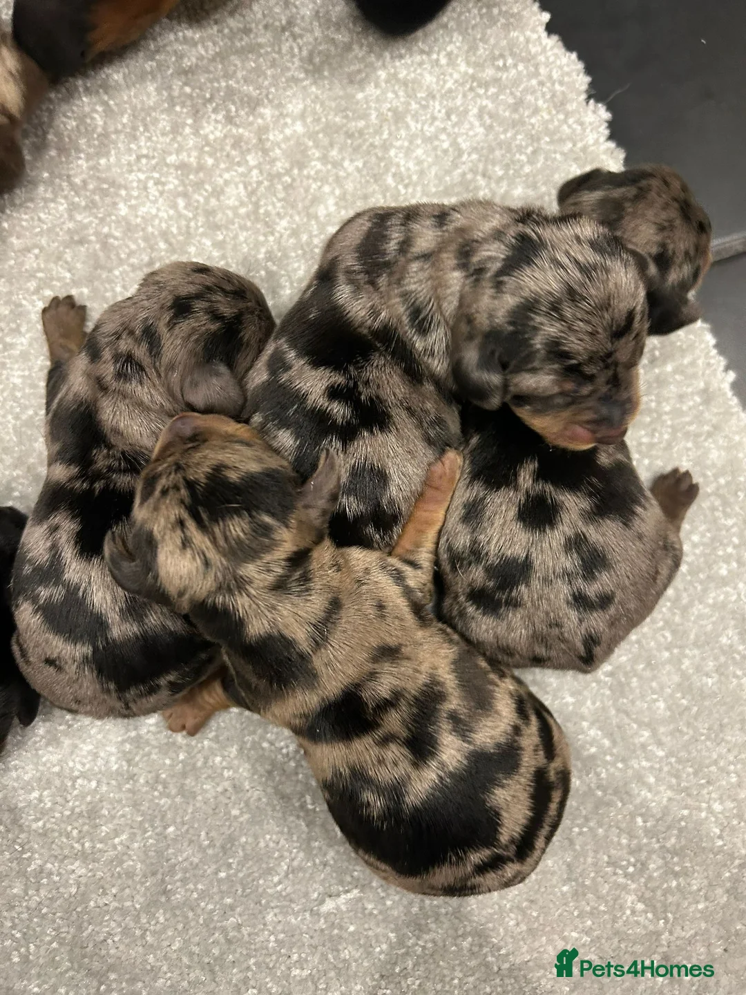 Miniature Dachshund dogs for stud: SILVER DAPPLE STUD KC in Galston - Advert 7