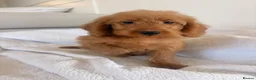 Labradoodle dogs for sale: LICENSED BREEDER HEALTH TESTED MINI LABRADOODLES - Advert 35