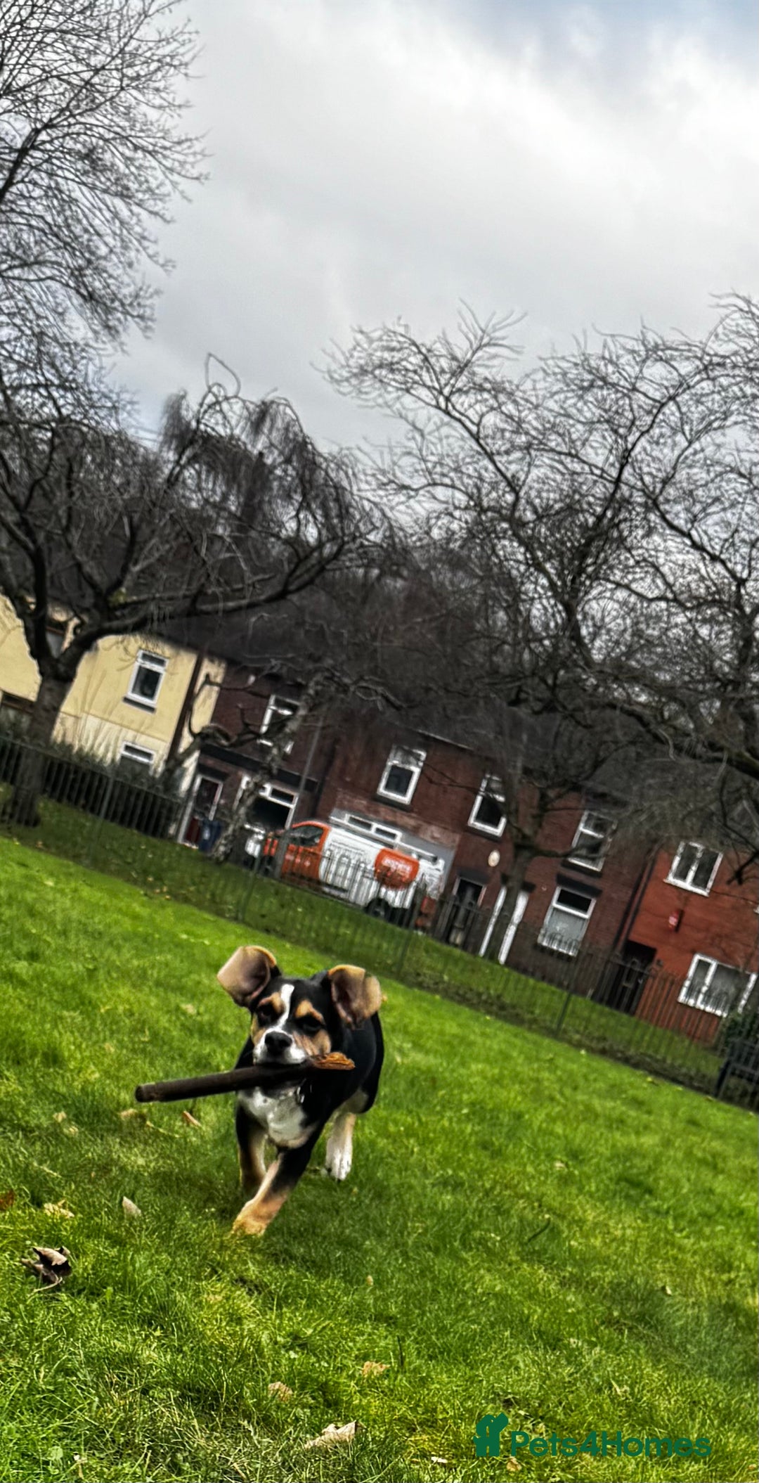Mixed Breed dogs for sale: Bruno - Image 2