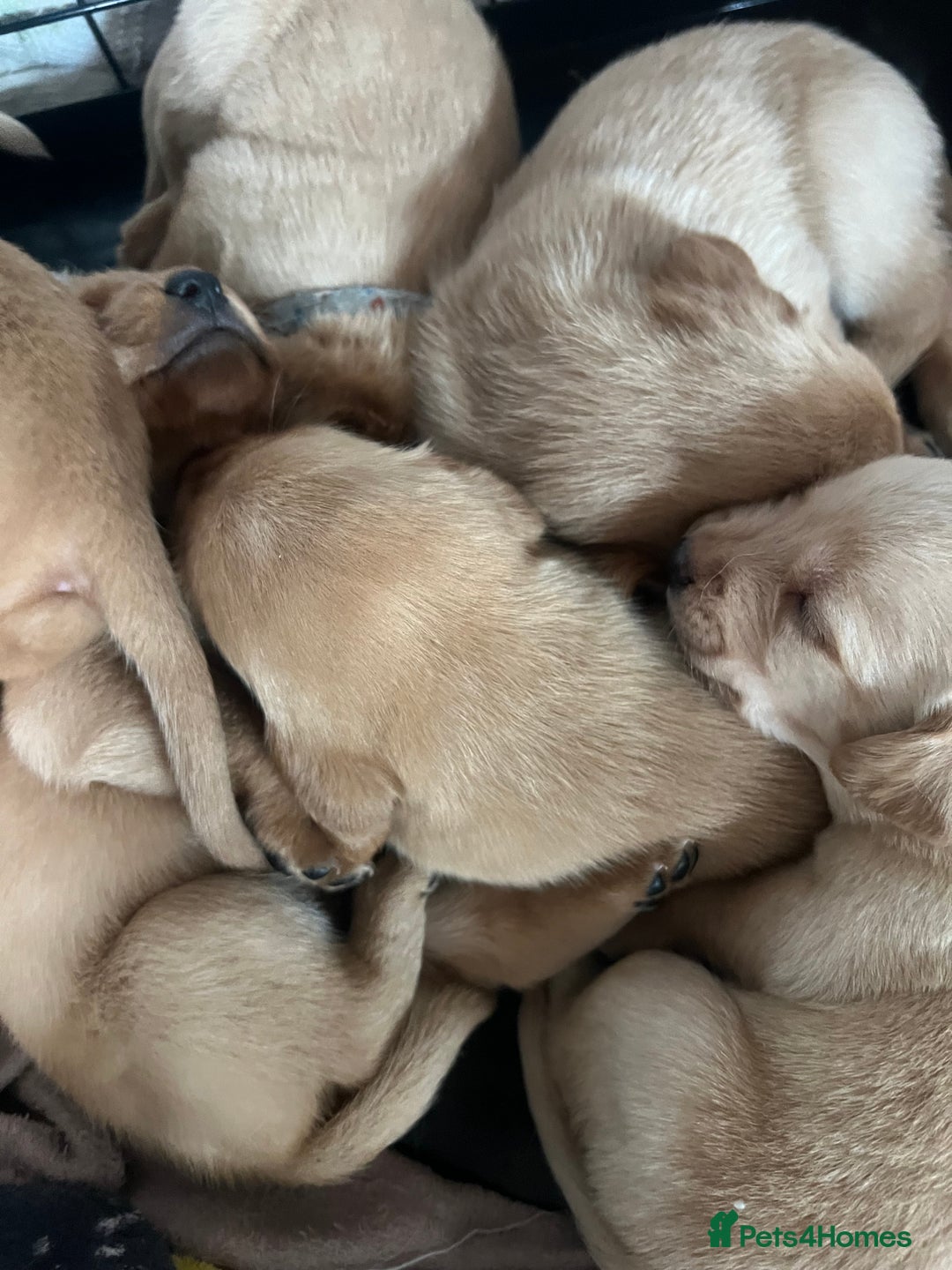 Cockerdor dogs for sale: Fox Red & Golden Labrador cross Cockerdor Puppies  - Image 5