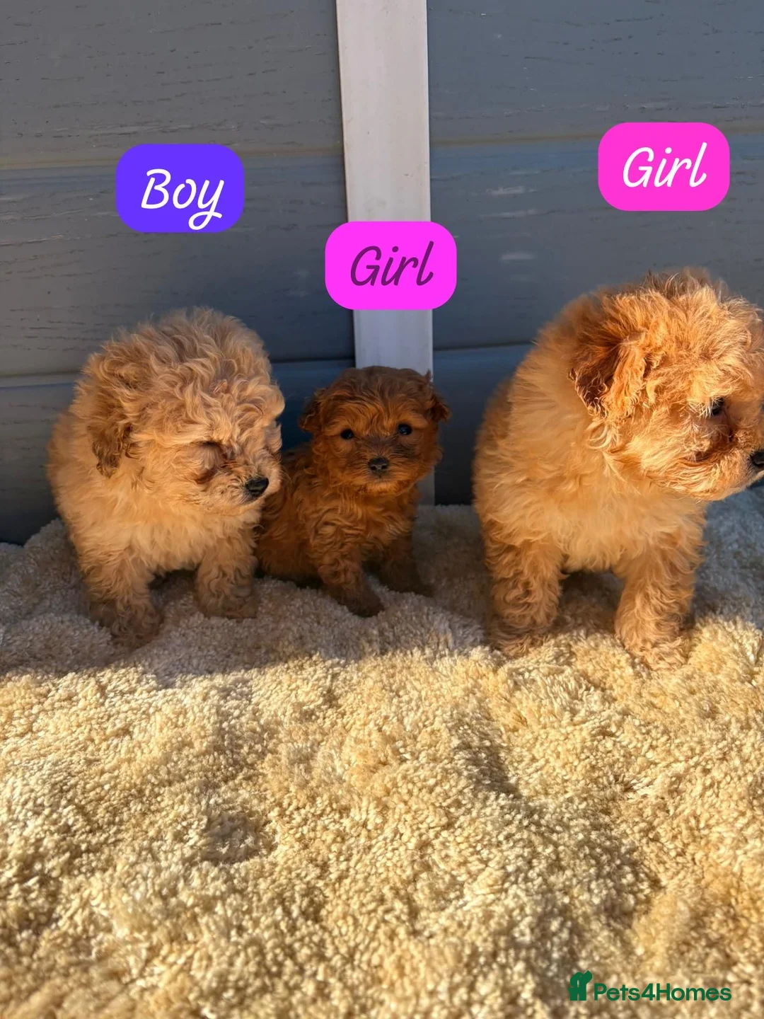 Cockapoo dogs for sale: Cocker poos - Advert 6