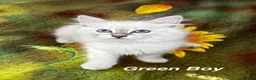 Siberian cats for sale: ❤️6 Beautiful Neva Masquerade x Ragdoll Kittens ❤️ - Advert 27