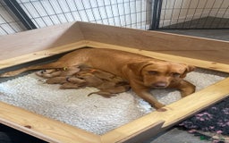 Labrador Retriever dogs for sale: Fox Red Labrador Puppies  - Image 6