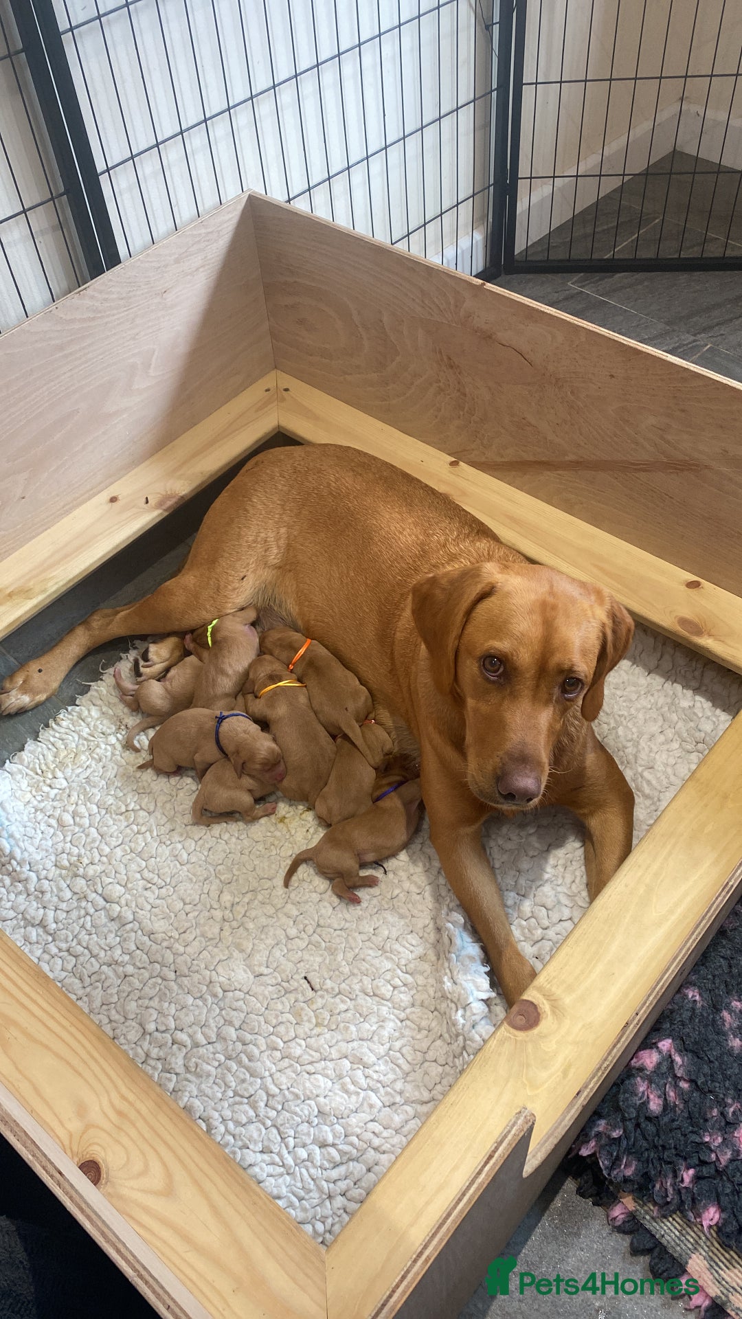 Labrador Retriever dogs for sale: Fox Red Labrador Puppies  - Image 6