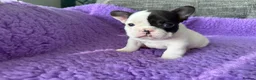 French Bulldog dogs for sale: STUNNING FRENCH BULLDOG PUPPIES - Advert 15