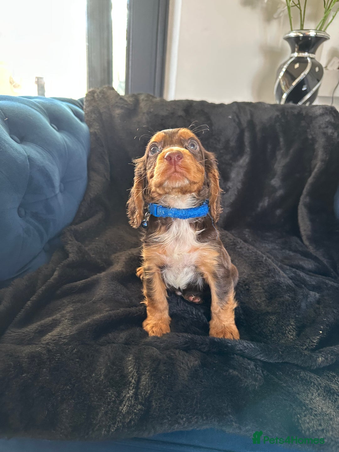 Cocker Spaniel dogs for sale: BEAUTIFUL LITTER OF TRICOLOURED COCKER SPANIELS  - Image 18