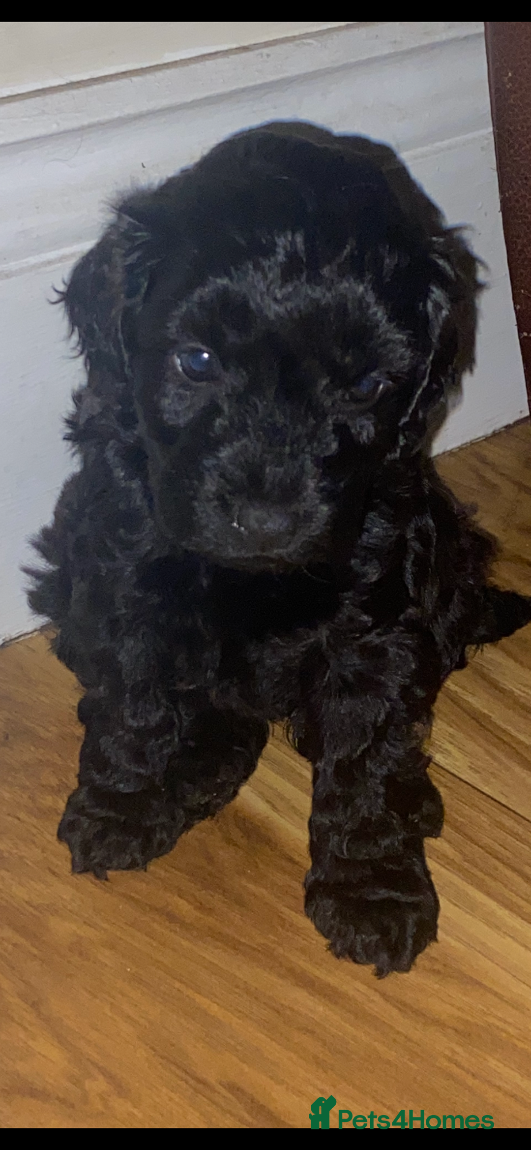 Cockapoo dogs for sale: F2 Cockapoo pups  - Image 24