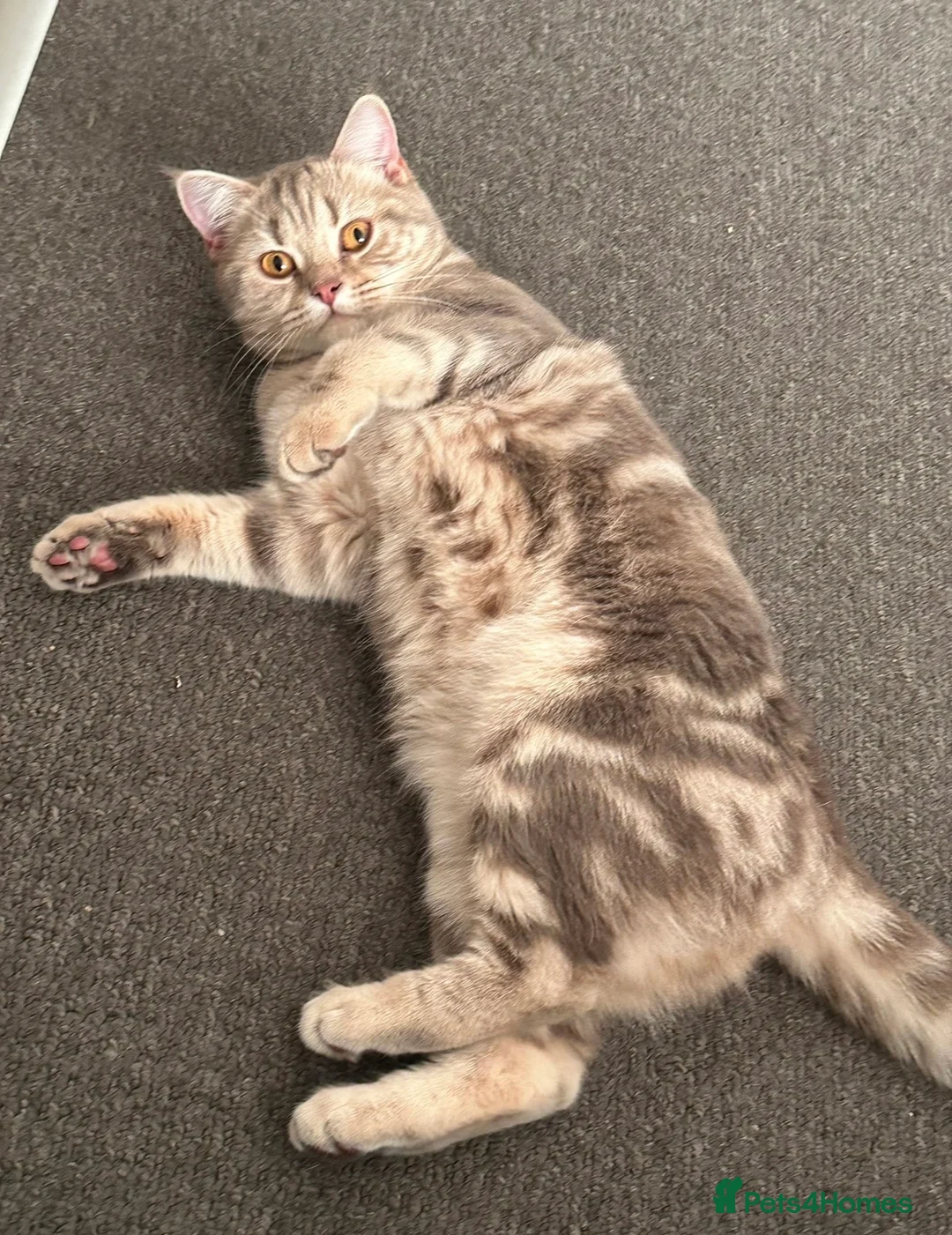 British Shorthair cats for sale: Bonded pair looking for a new home - Advert 12