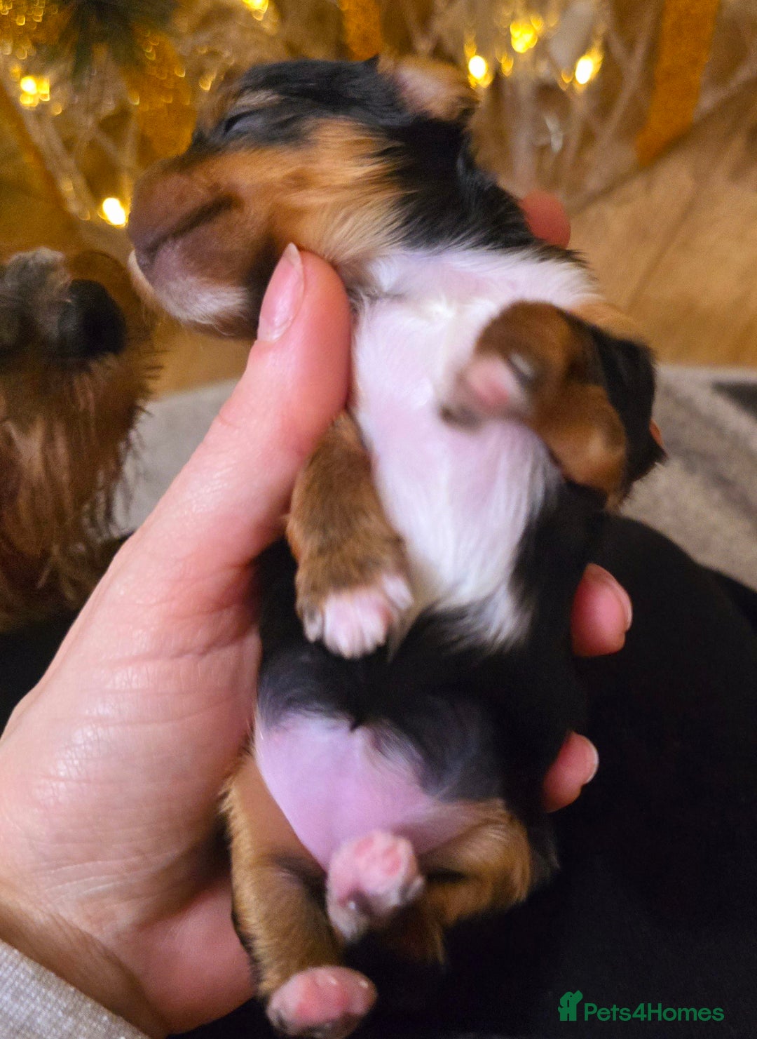 Yorkshire Terrier dogs for sale: Miniature yorkshire terrier puppy - Advert 15