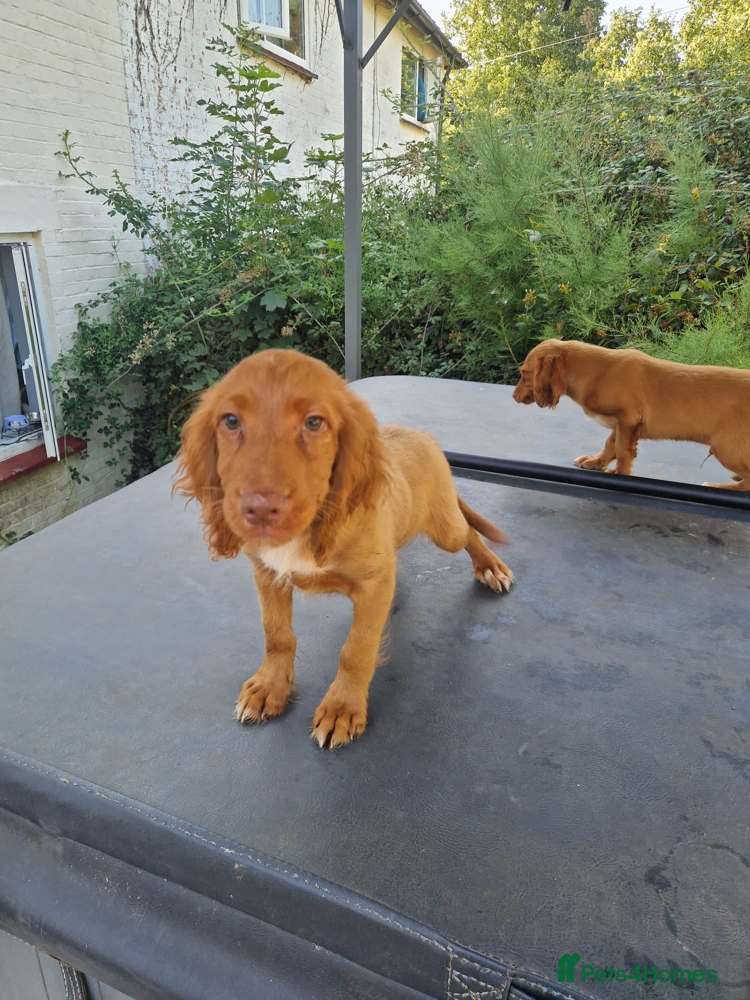 Cocker Spaniel dogs Cocker spaniel pups fully vaccinated males only - Advert 1