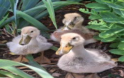 Ducks poultry for sale: Adolescent Welsh Harlequin Ducks – 1 F, 2 M - Image 5