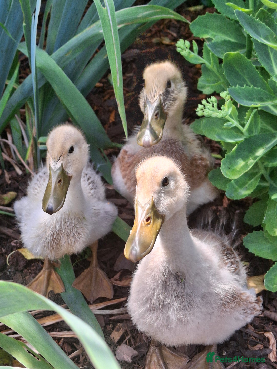 Ducks poultry for sale: Adolescent Welsh Harlequin Ducks – 1 F, 2 M - Image 5