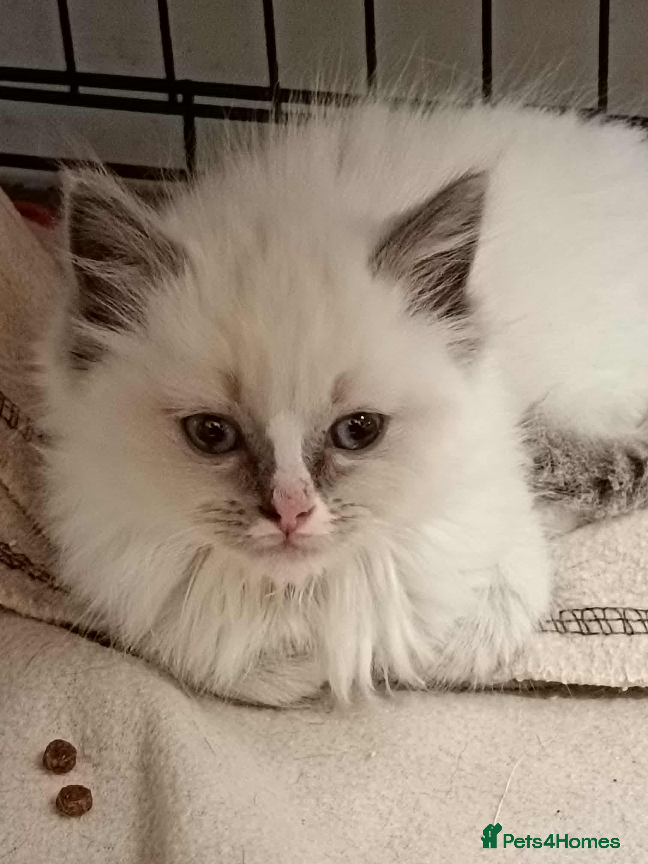 Ragdoll cats 1 Ragdoll Kittens 2 Adult Ragdolls - Advert 3