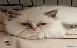 Ragdoll cats for sale: 2 Ragdoll Kittens " Adult Ragdolls 1 Bengal - Image 2